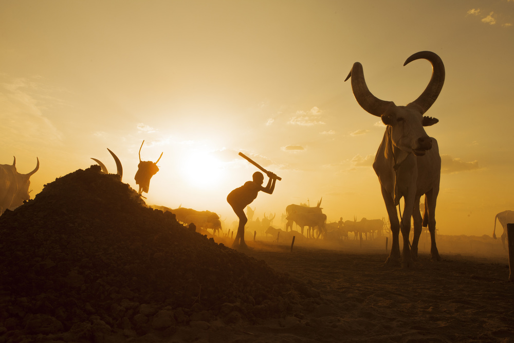 African Herder Golden Sunset by Hesham Alhumaid — canvas wall art