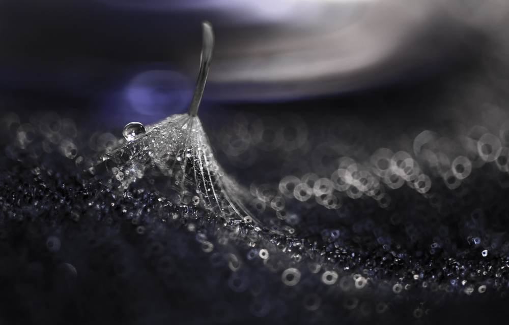 Glistening Dandelion Seed by Ivelina Blagoeva — canvas wall art