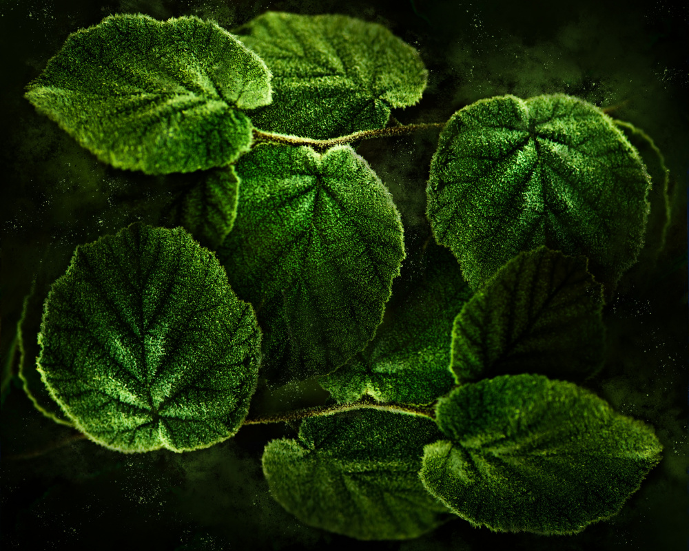 Lush Green Leaves by Kristina Zvinakeviciute — canvas wall art