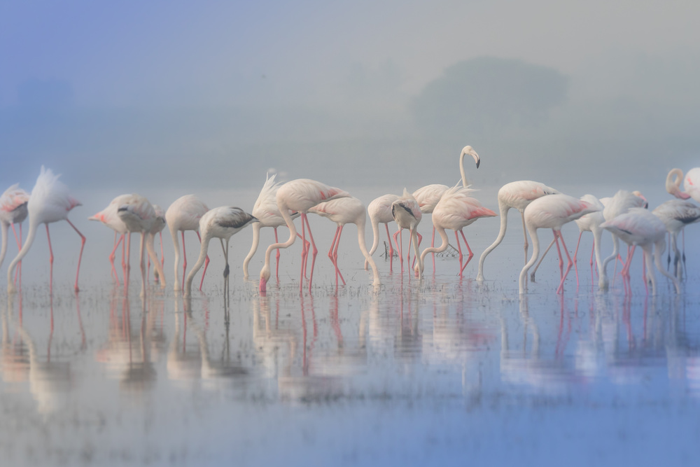 Flamingos in Misty Water by Rahul Wedpathak — canvas wall art