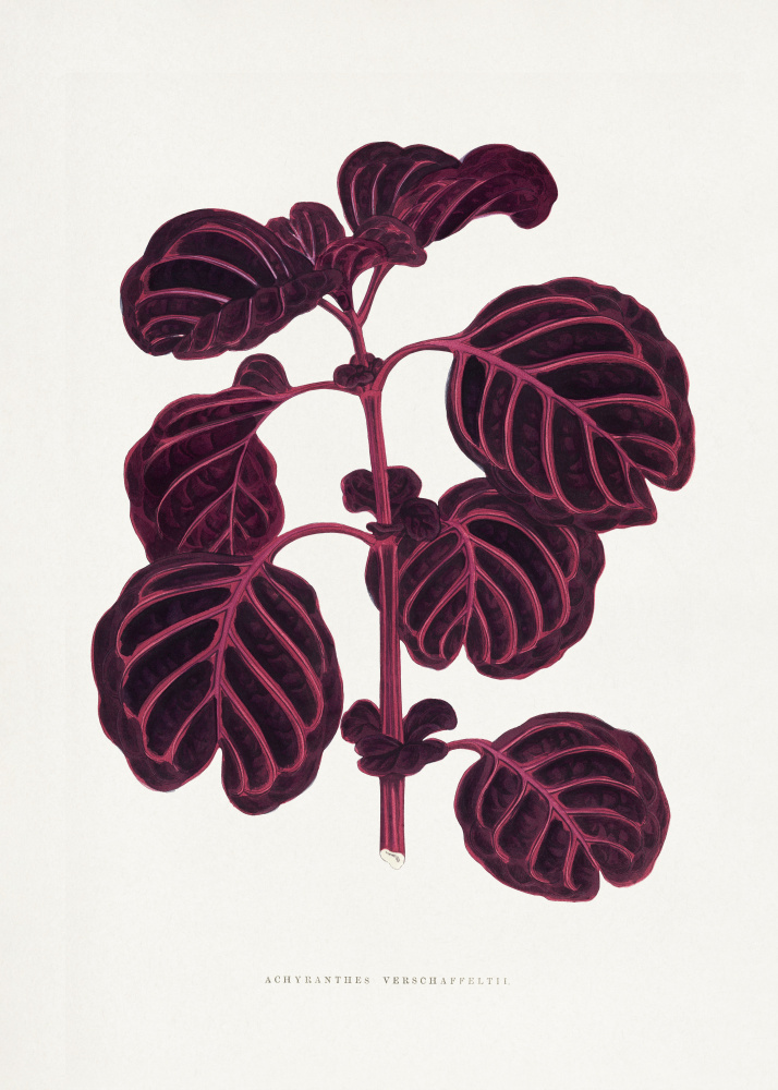 Pink Achyranthes Verschaffeltii Leaf Illustratio by Les Plantes a Feuillage Colore — canvas wall art