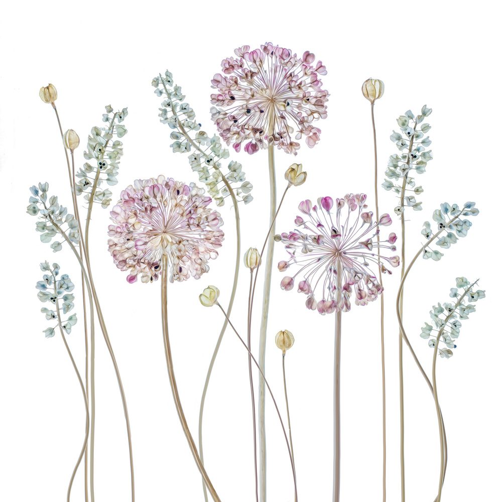 Allium by Mandy Disher — canvas wall art