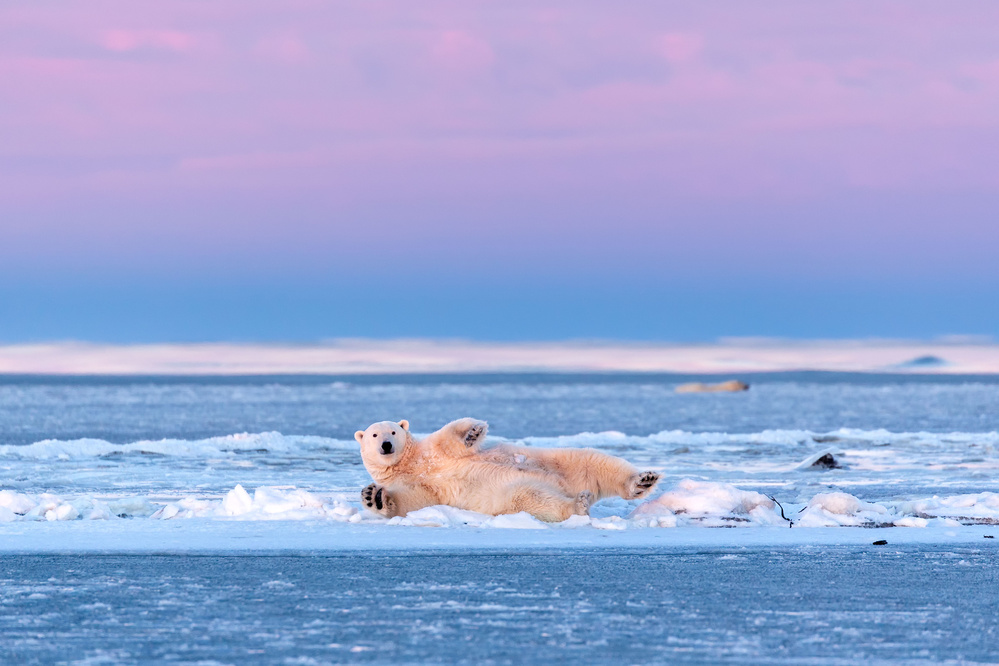 Playful Polar Bear by Eiji Itoyama — canvas wall art