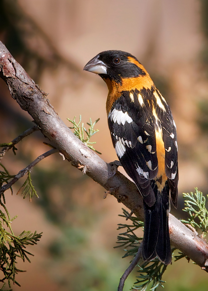 Orange Grosbeak Perched by verdon — canvas wall art