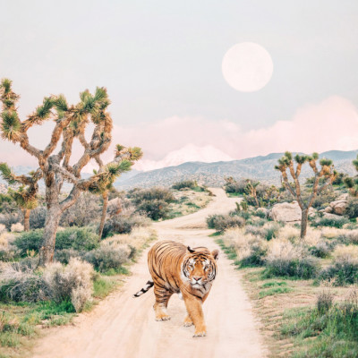 Wandering Tiger