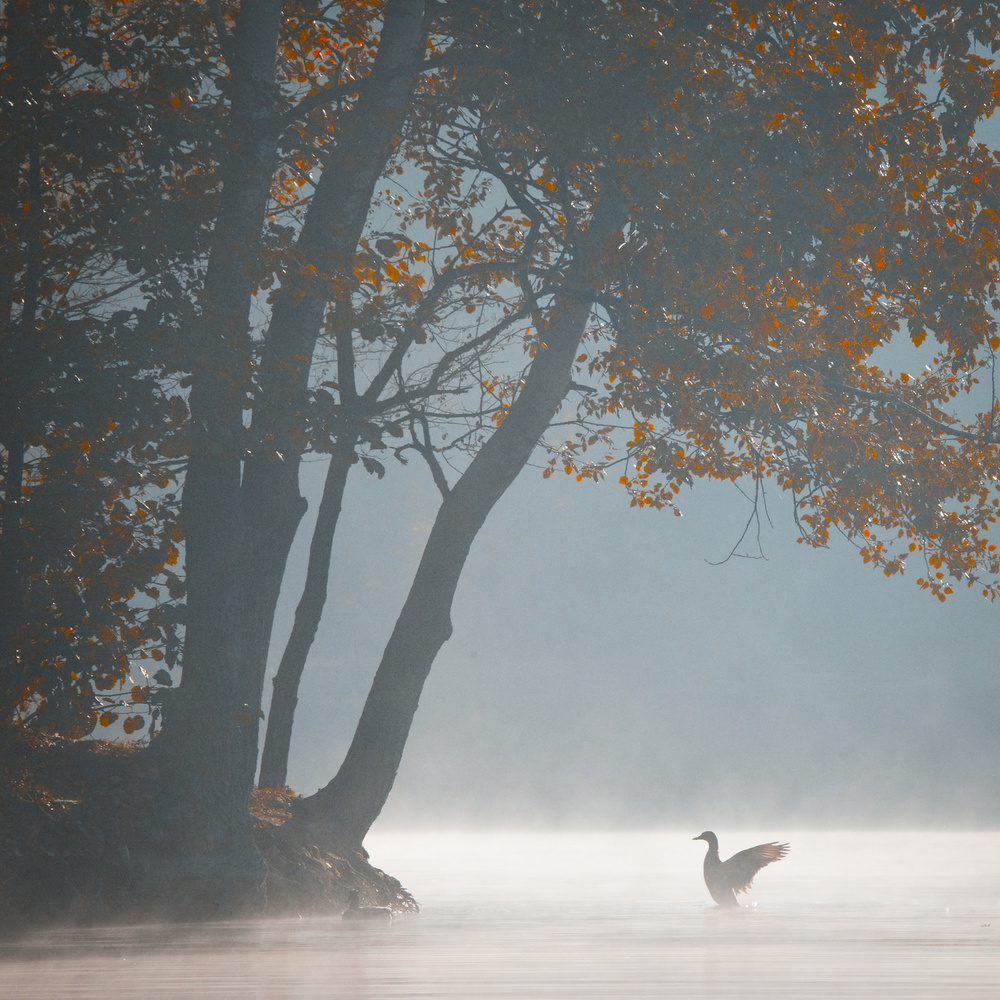 Misty Autumn Lake Goose by Robert Adamec — canvas wall art