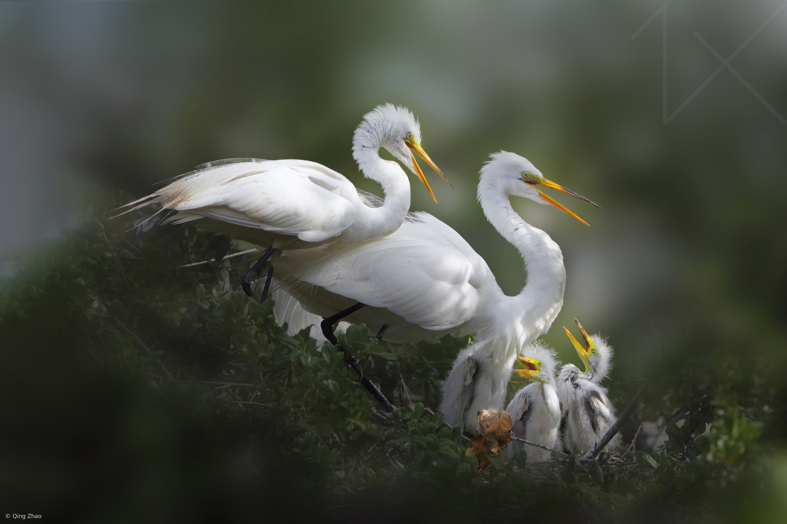 Egret Family