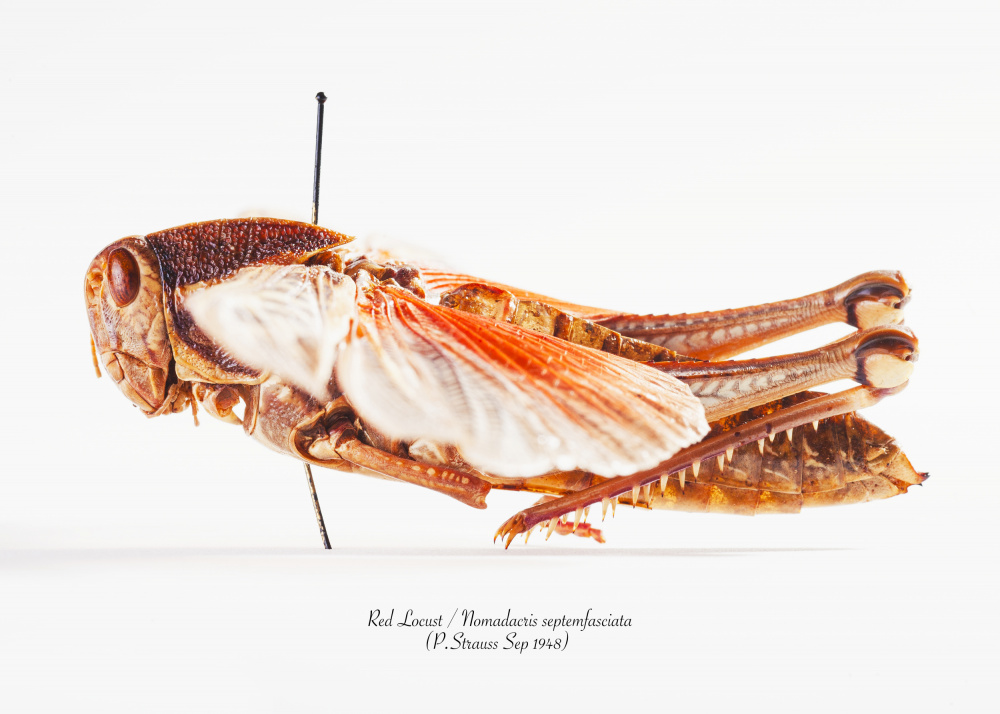 Red Locust Specimen by Johan Botha "Sabie" — canvas wall art