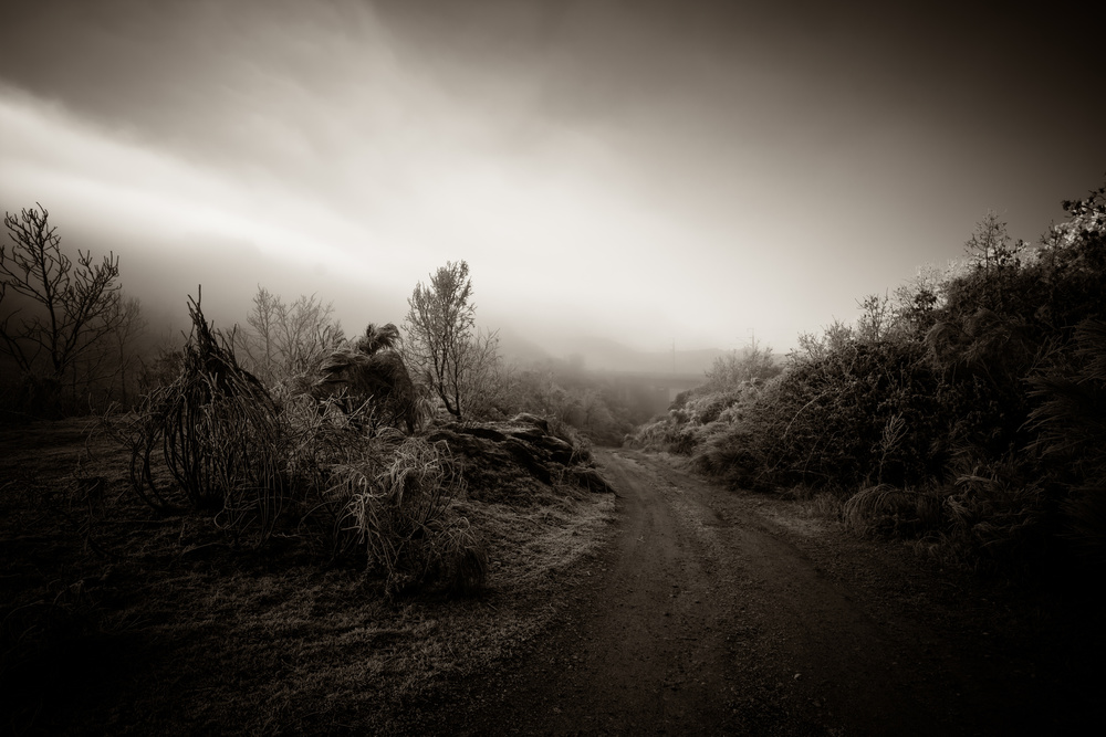 Misty Forest Path by António Bernardino Coelho — canvas wall art