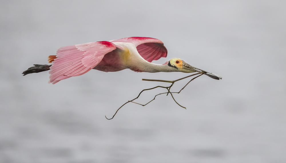 Roseate Spoonbill Nesting Flight by Greg Barsh — canvas wall art