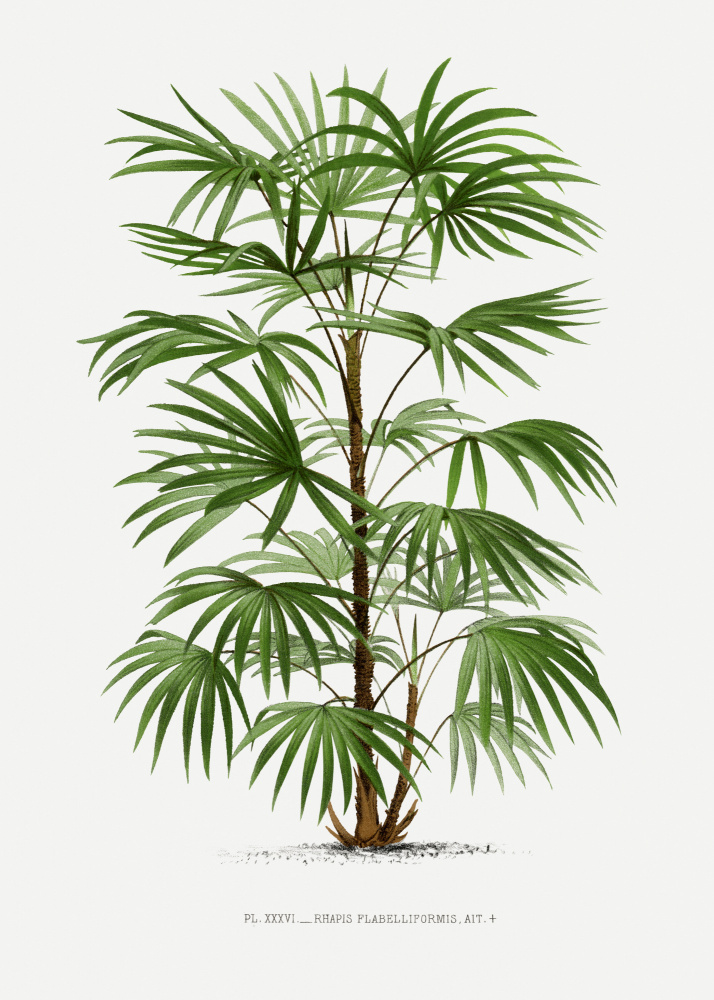 Xxxvi Rhapis F by Les Palmiers Histoire Iconographique — canvas wall art