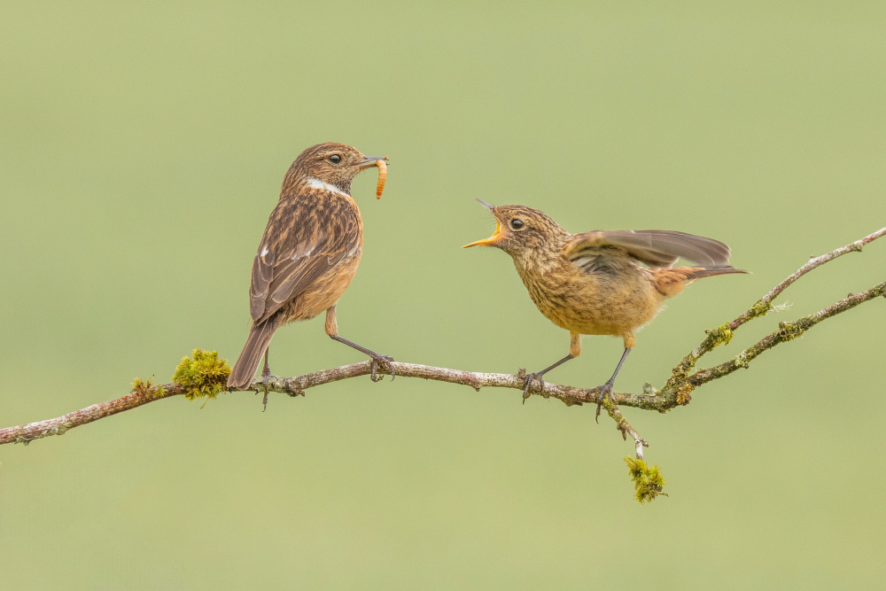Parent Feeding Chick by Kieran O Mahony AIPF — canvas wall art