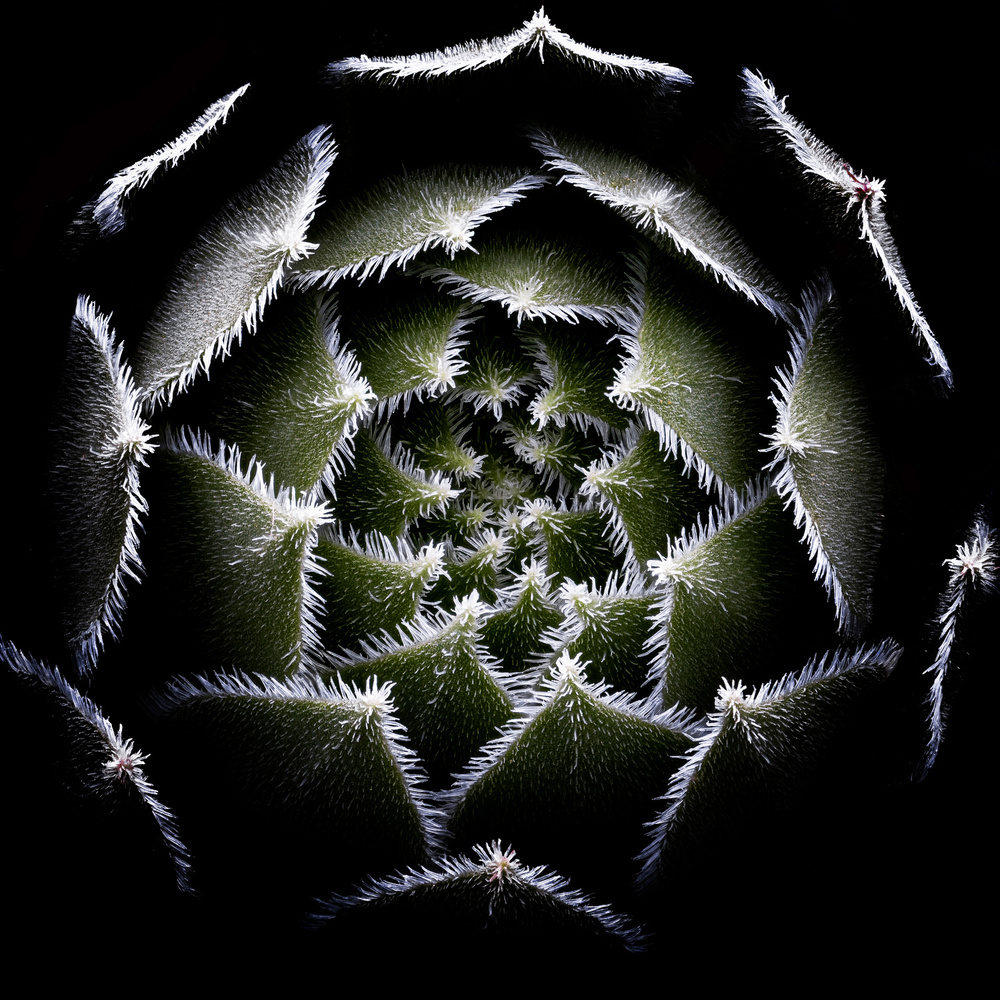 Fuzzy Succulent Spiral by Victor Mozqueda — canvas wall art