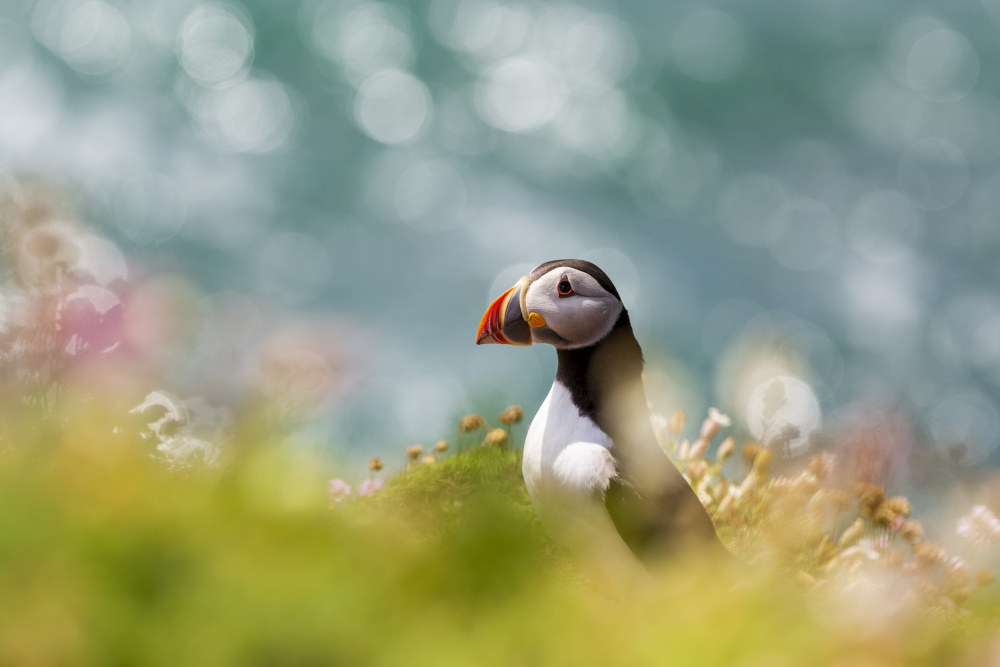 Puffin by the Ocean by Peter Krocka — canvas wall art