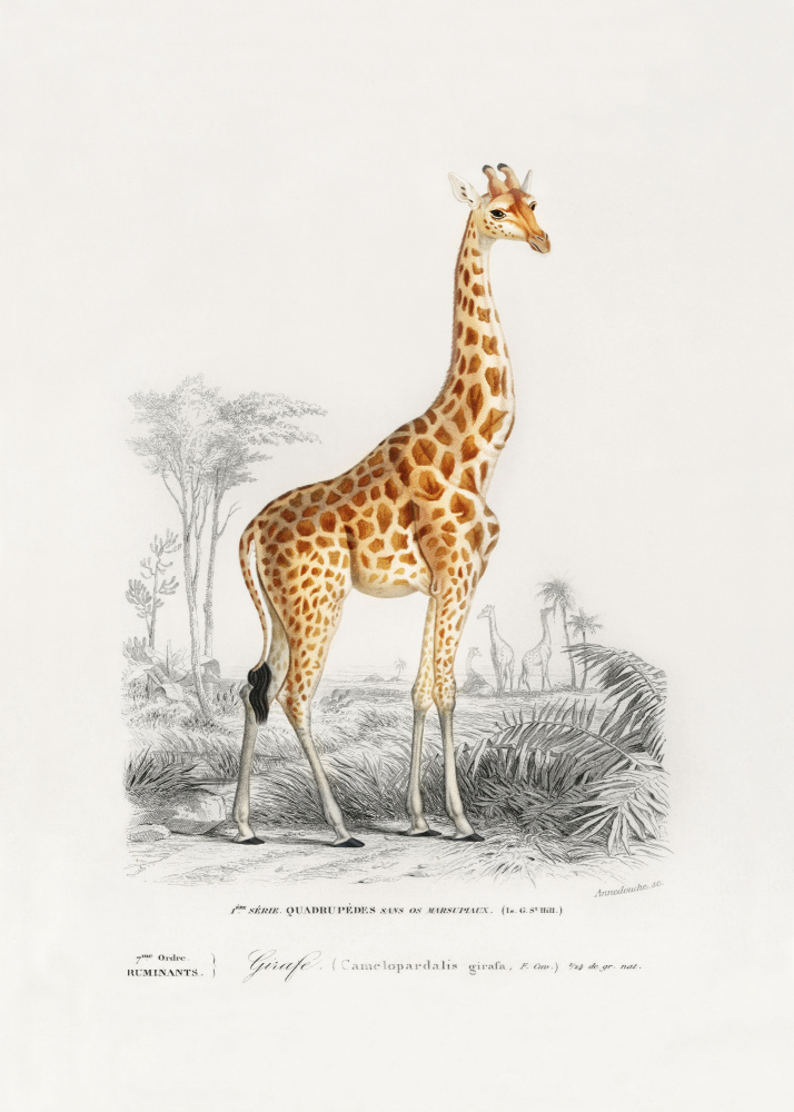 Giraffe by Charles Dessalines D Orbigny — canvas wall art