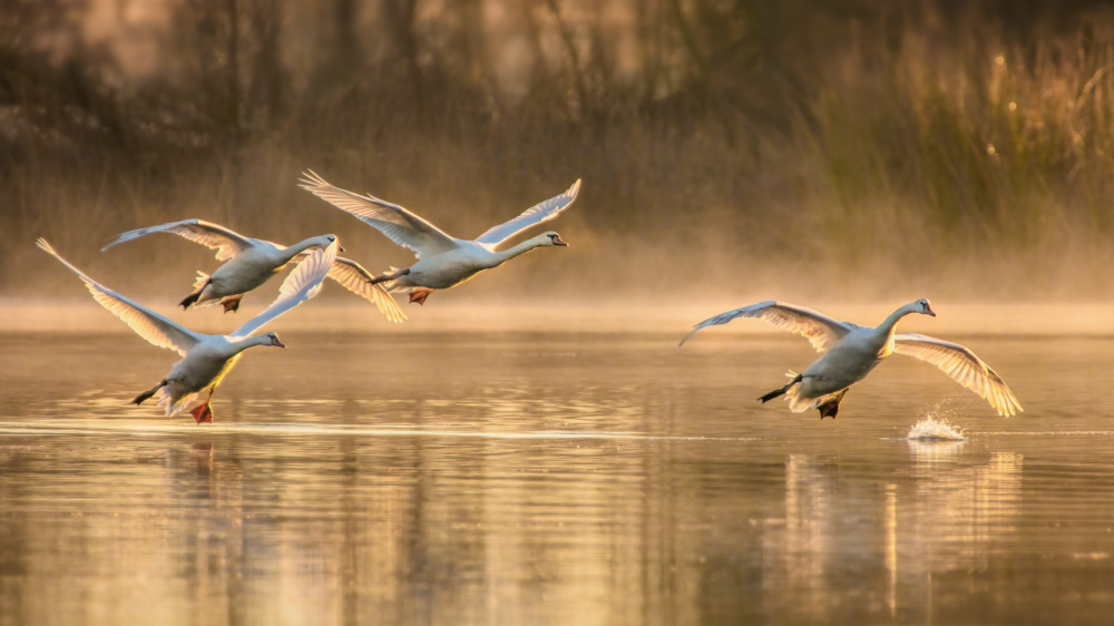 Golden Morning Swans by Wei Liu — canvas wall art