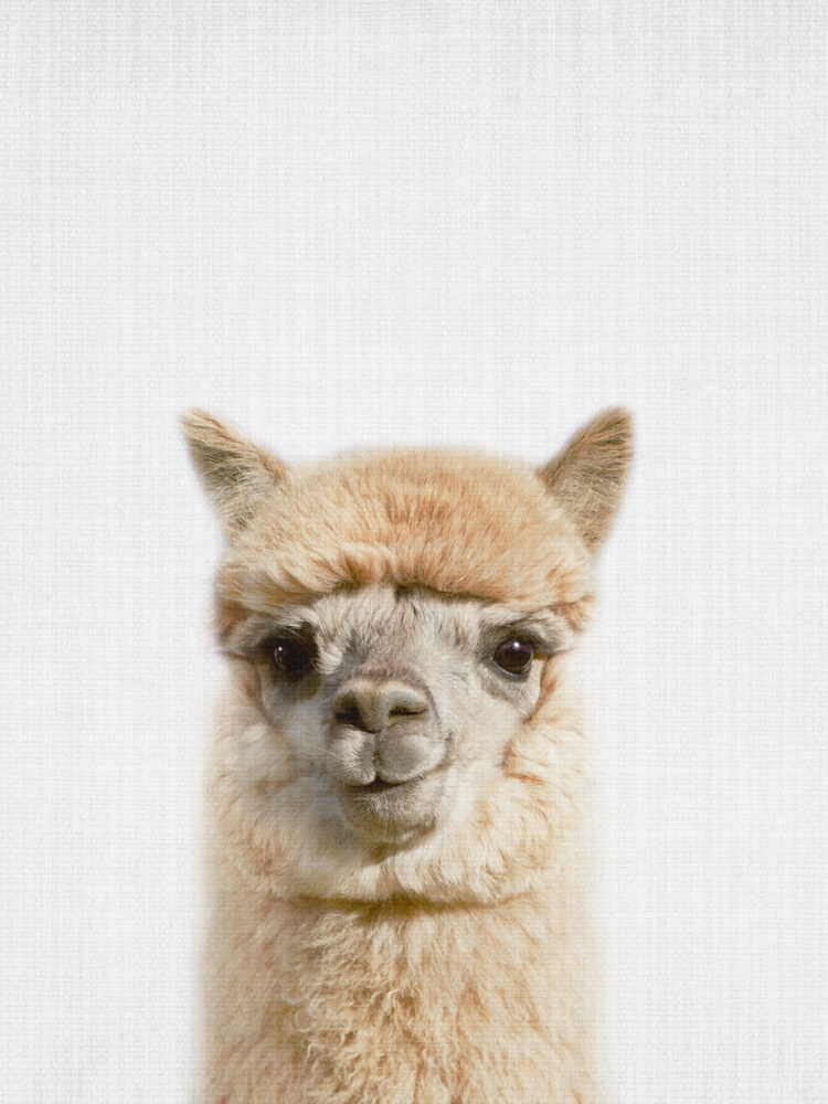 Cute Baby Alpaca by Lila & Lola — canvas wall art
