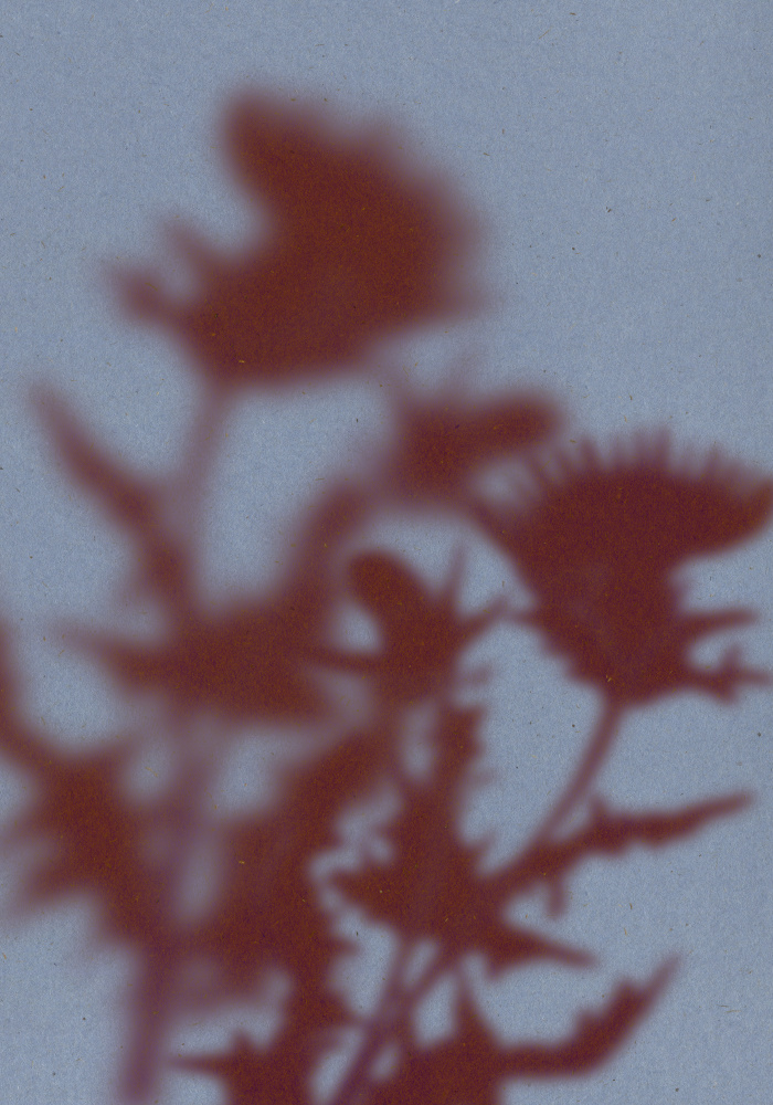 Ethereal Flower Shadows by THE MIUUS STUDIO — canvas wall art