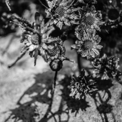 Charcoal Garden