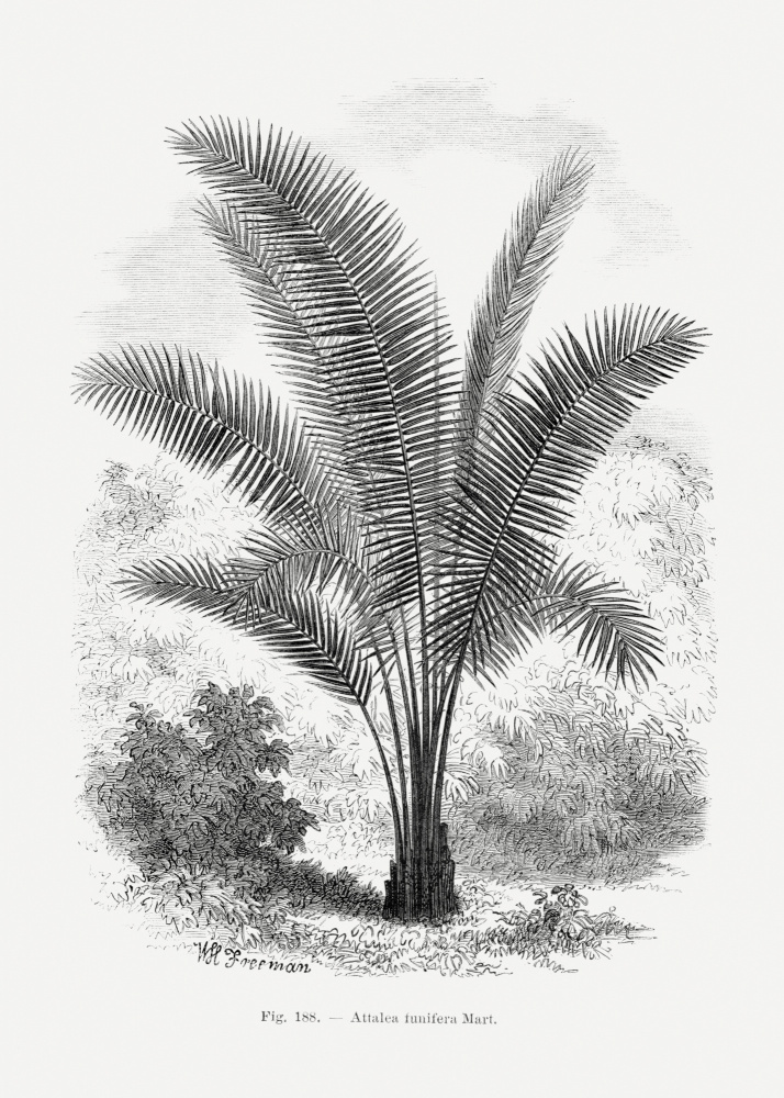 Vintage Palm Tree Drawing Vii by Les Palmiers Histoire Iconographique — canvas wall art