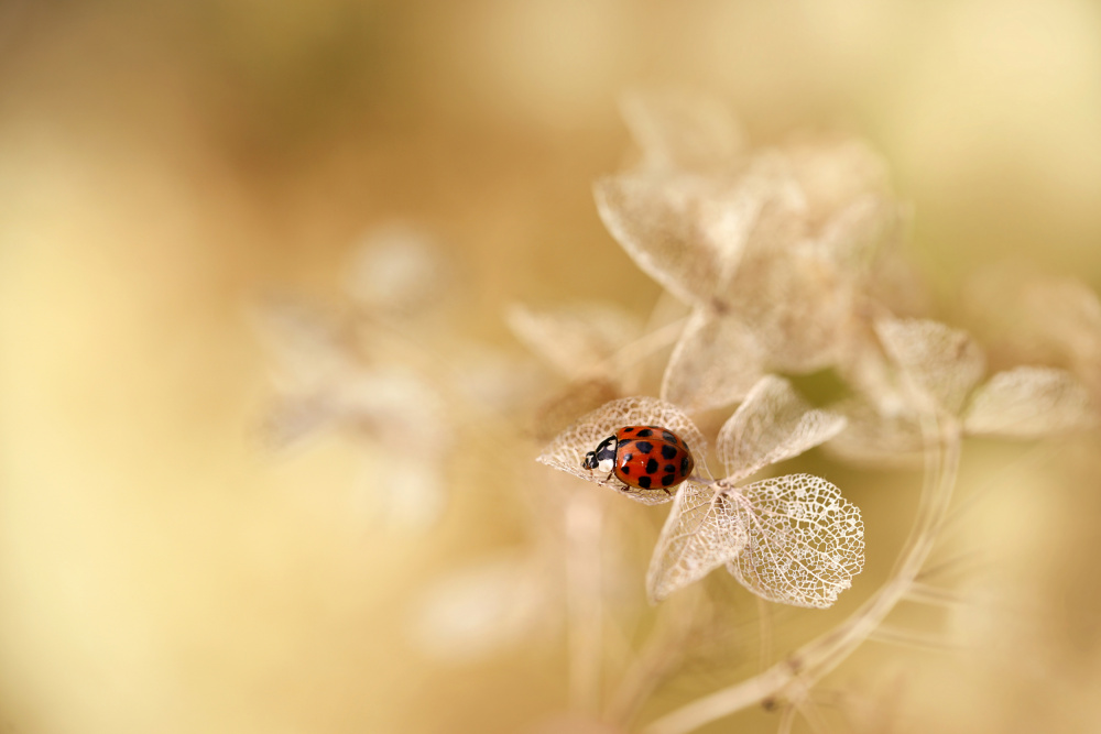 Ladybug on Dried Flower by Ellen van Deelen — canvas wall art