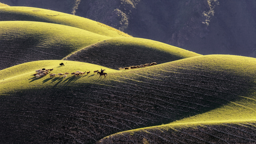 Shepherd and Sheep on Hills by Ke Liu — canvas wall art