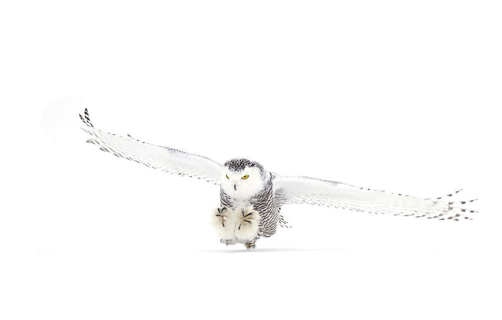 Snowy Owl coming in for the kill by Jim Cumming — canvas wall art