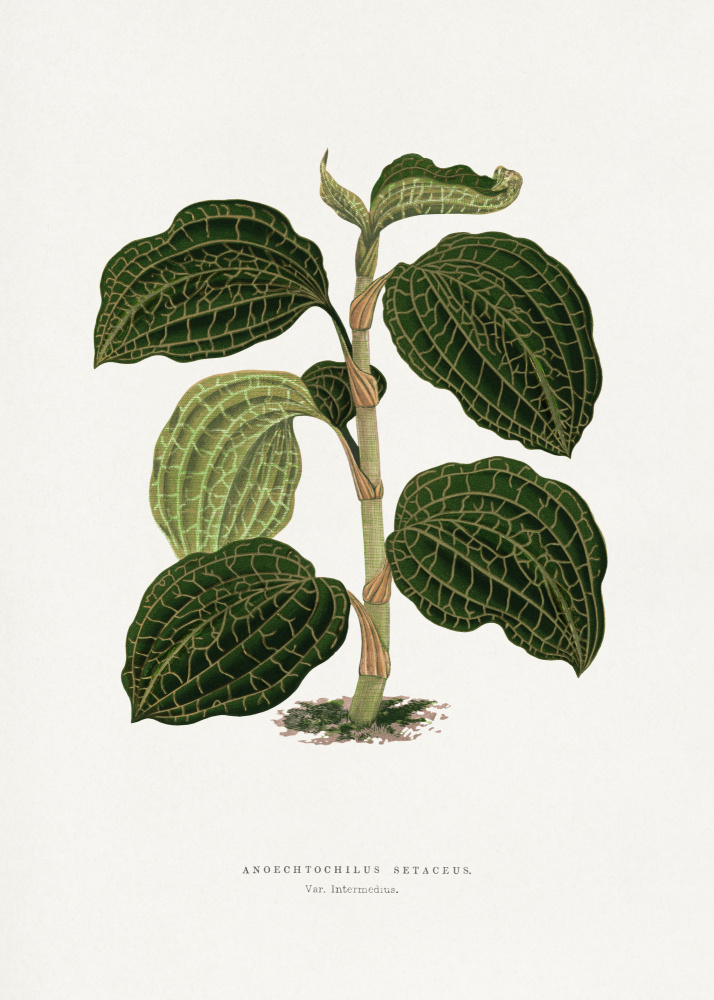 Green Anoechtochilus Setaceus Leaf Illustration by Les Plantes a Feuillage Colore — canvas wall art