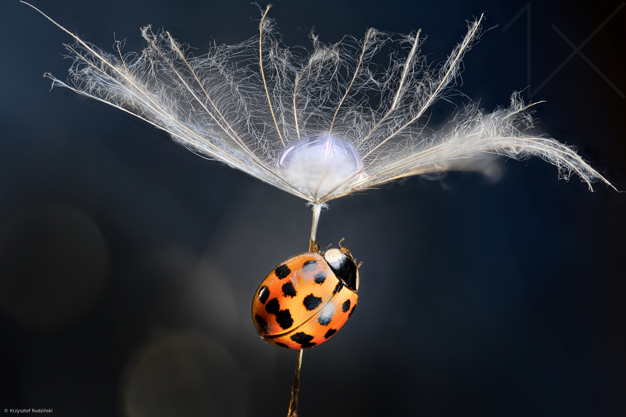 Ladybug