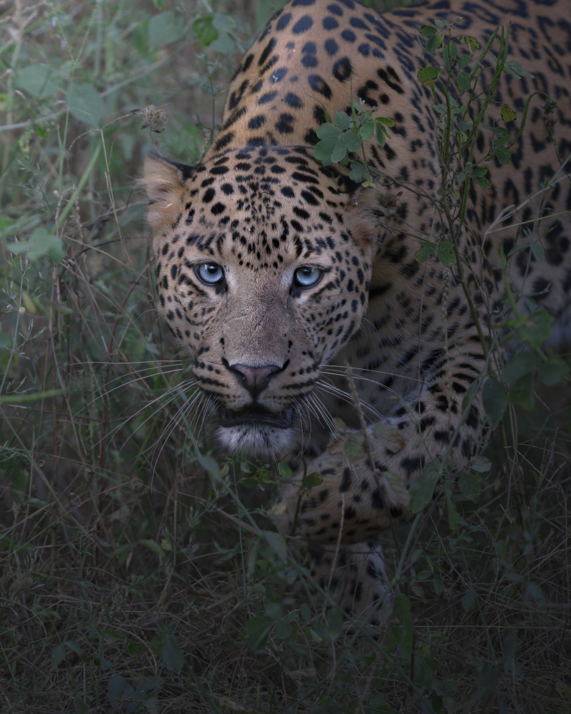 Blue Eyed Leopard Gaze by Chaitanya Rawat — canvas wall art