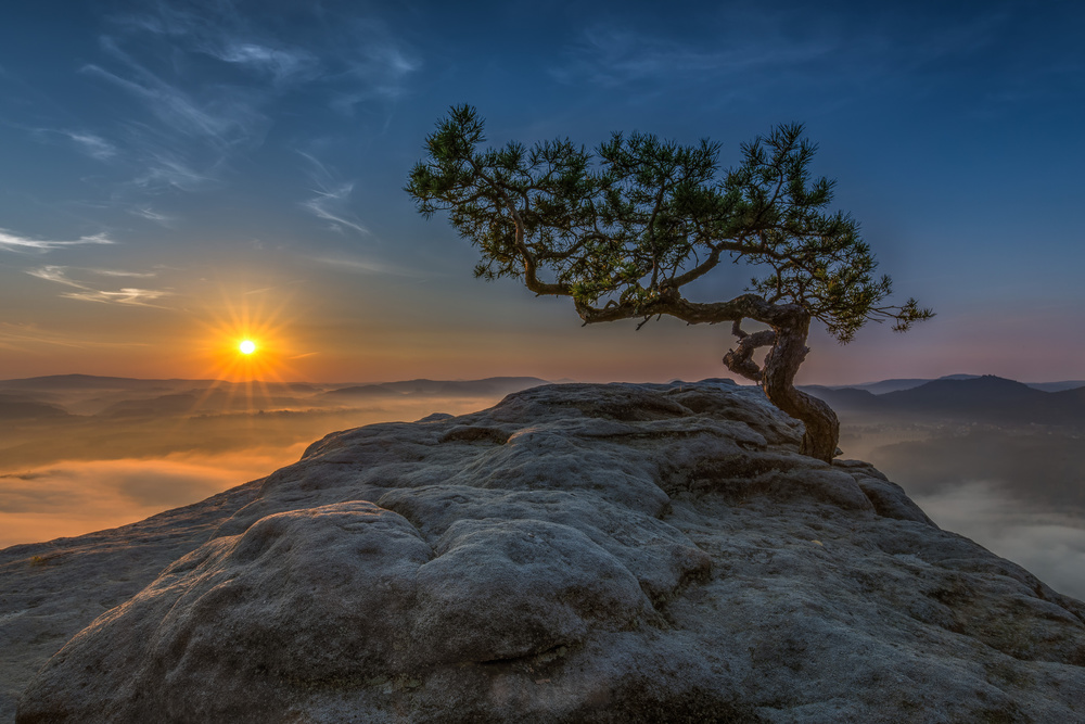 Golden Sunrise Mountain Tree by Thomas Siegel — canvas wall art