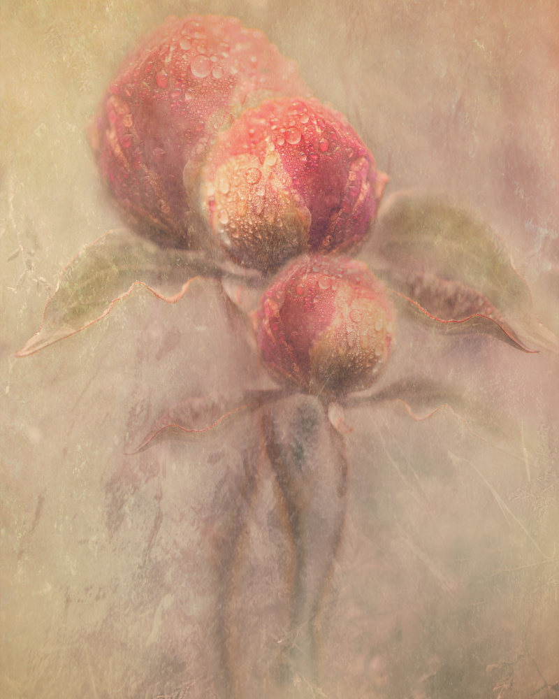 Dewy Peony Buds by Kristina Zvinakeviciute — canvas wall art