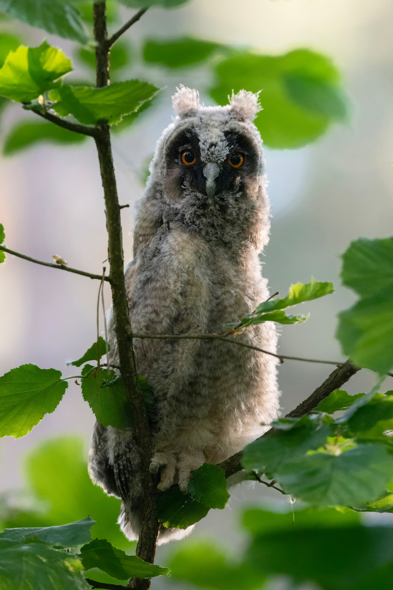 Long-eared owl fledgling
