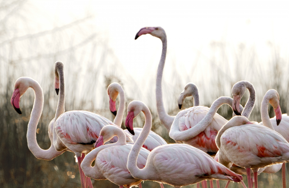 Graceful Pink Flamingos by Rahul Wedpathak — canvas wall art