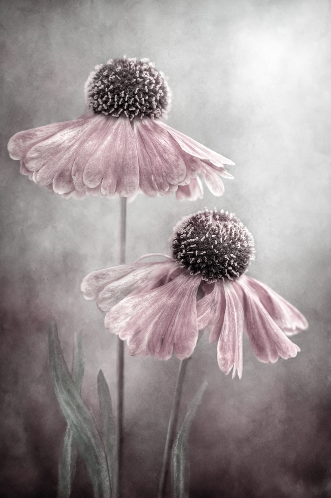 Duet by Mandy Disher — canvas wall art