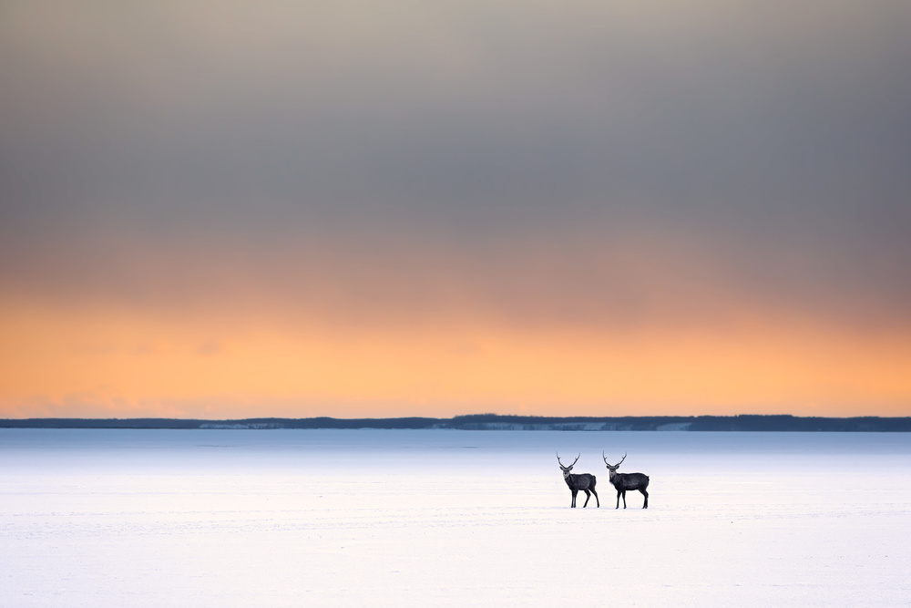 Two Reindeer Winter Sunset by Eiji Itoyama — canvas wall art