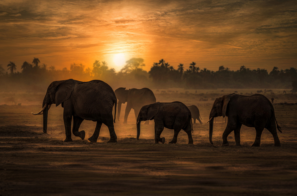 African Elephant Sunset by Isam Telhami — canvas wall art