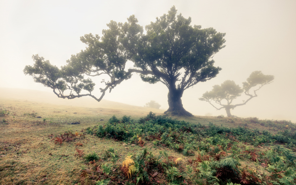 fog by Walter Lackner — canvas wall art