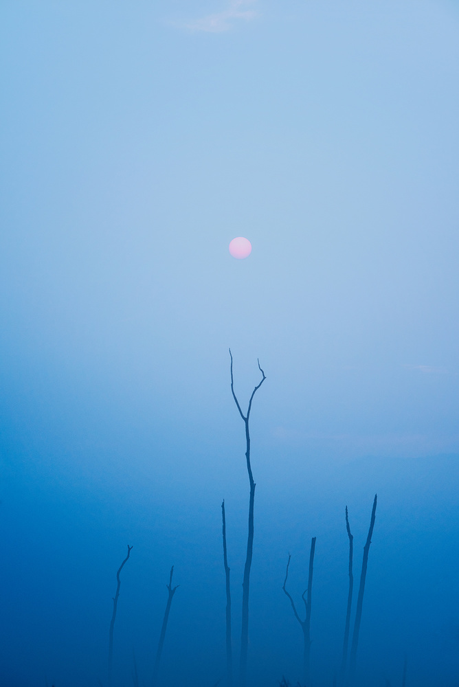 Pink Sun Misty Trees by swapnil deshpande — canvas wall art