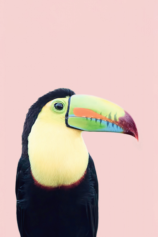 Toucan on Pink by Kathrin Pienaar — canvas wall art