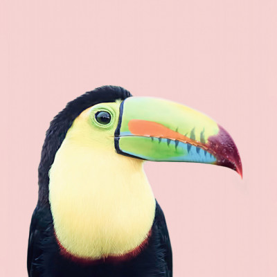 Toucan on Pink