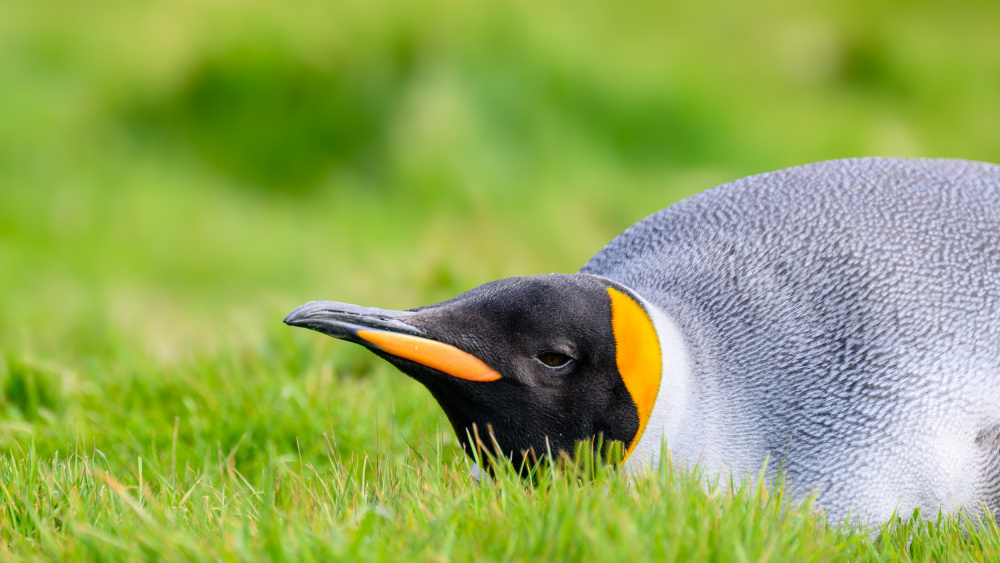 Serene King Penguin by Ann Cornelis — canvas wall art
