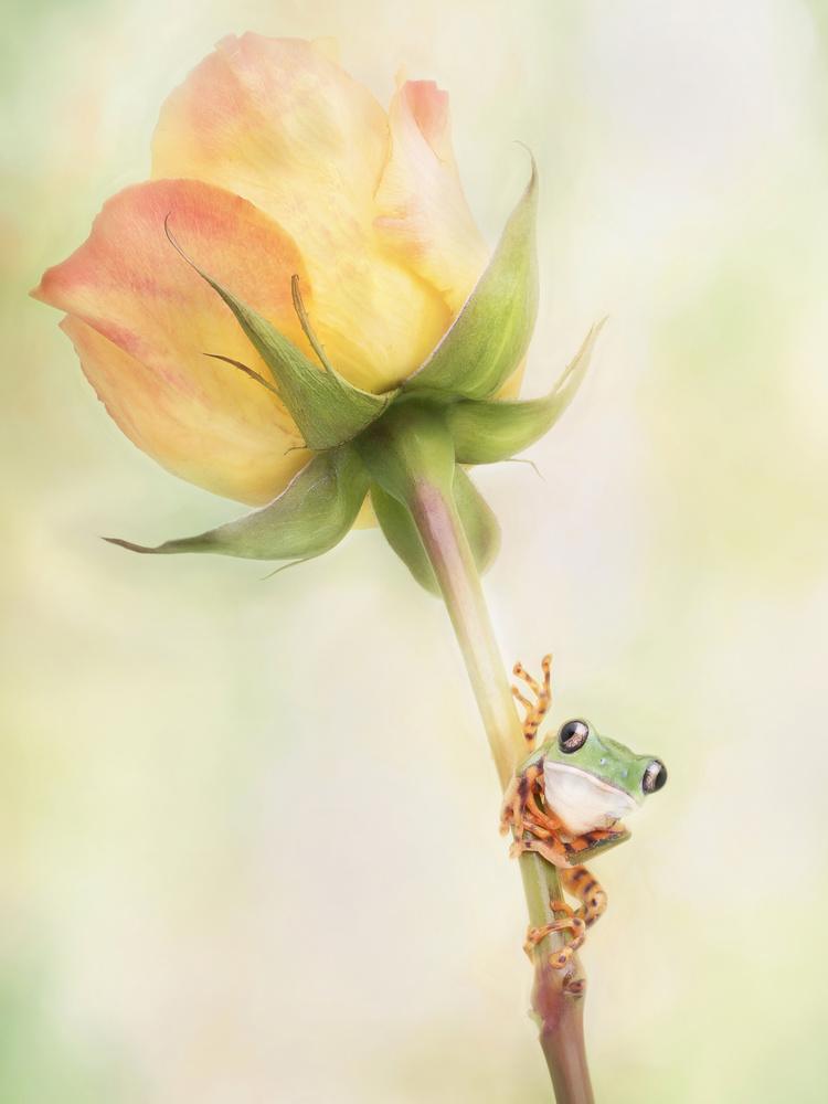 Green Frog on Yellow Rose by Linda D Lester — canvas wall art