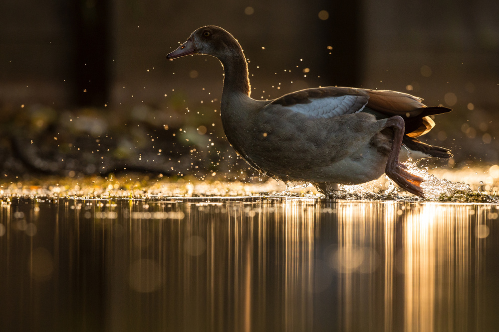 Golden Hour Bird Splash by Stuart Harling — canvas wall art