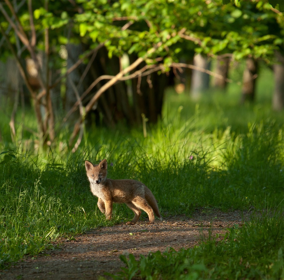 Forest Fox Cub by Allan Wallberg — canvas wall art