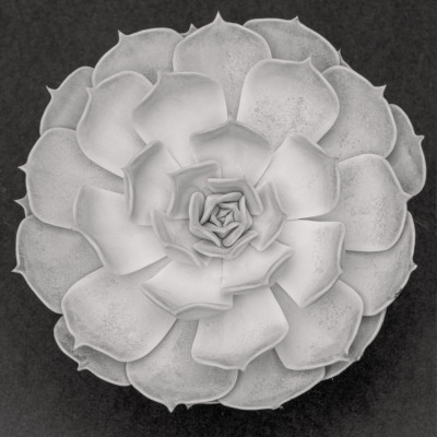 Succulent Graptoveria B&W 002