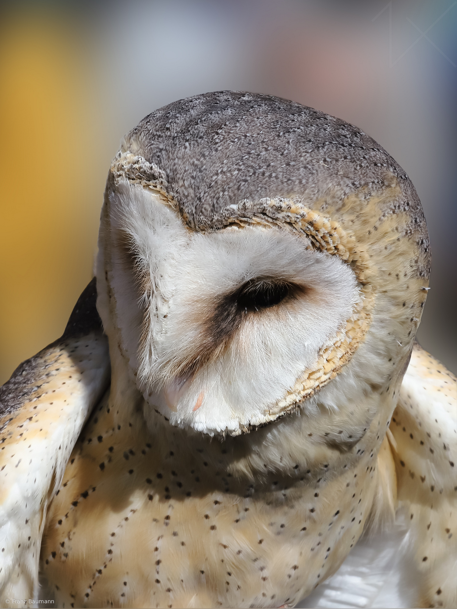 Barn Owl
