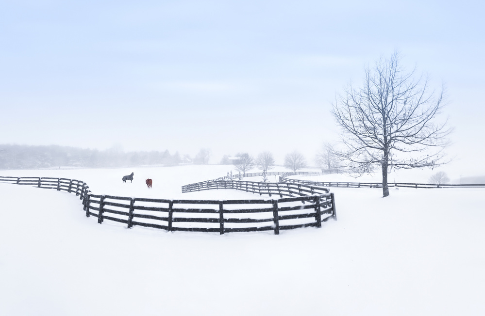 Horses in Snowy Pasture by Larry Deng APA — canvas wall art