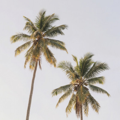 Palm Trees
