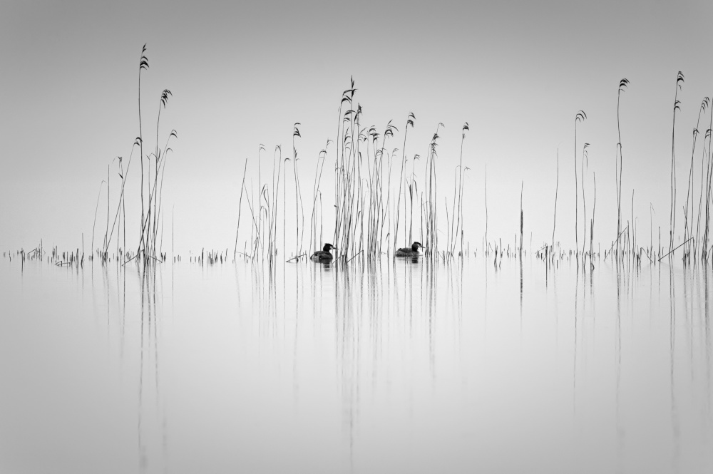 Quiet Ducks Among Reeds by Benny Pettersson — canvas wall art